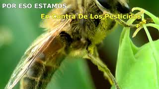 Día Mundial de las Abejas