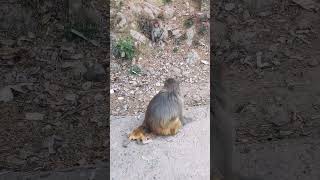 Monkey baby video, animal hysteria, baby monkey bellow #funnymammals #monkeymammals