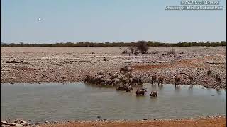 Burchell's Zebras and Oryxes