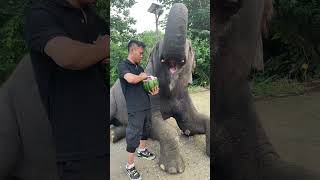 Feeding elephants watermelons with proper treatment Interesting animal world