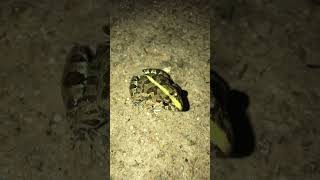 Amazing frog video #frog #shorts