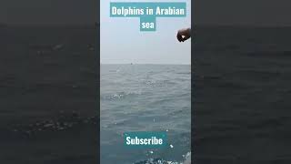 Rare Dolphins view in Arabian sea #shorts #subscribe