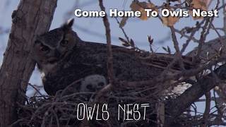 OWLS NEST