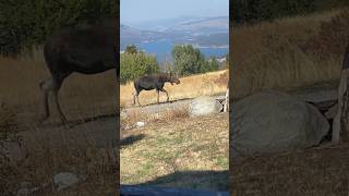 Moose strolling up drive!🫎🫎🫎