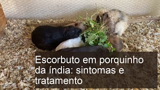 Escorbuto em porquinho da índia: sintomas e tratamento