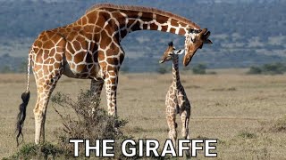 GIRAFFE ATTACKS SKILLS ABILITY FOOD LIFESTYLE EVALUATION