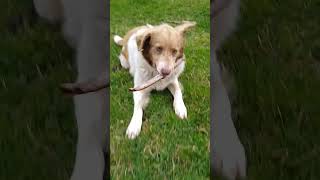 カユカユはバトゥミの自由気ままな野良犬の女の子。A stray dog living in Batumi, Georgia. She spends her time freely.