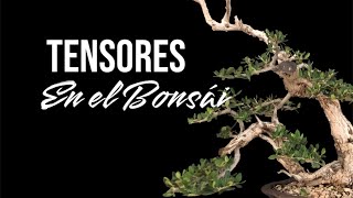 Tensores en el Bonsái