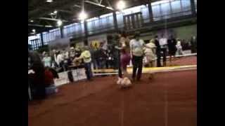 CACIB 2013 эксп Сармонт Т