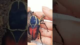 Unboxing a Beetle From It's Natural Cocoon #tiktok #shorts #beetle #insect #foryou