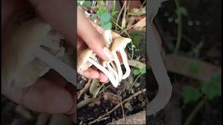 junglee mushroom 🍄 short video #shots #beautiful #garden #yeat #youtube #viral