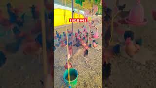 कड़कनाथ मुर्गा के लिए संपर्क करें #desipoultryfarming #kadaknathmurga #kadaknathfarming