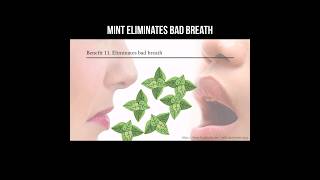 Mint eliminates bad breath #mint #peppermint #badbreath #oralhygiene