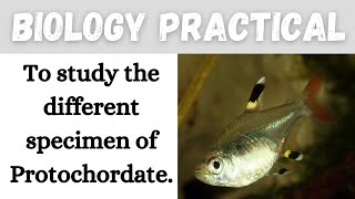 To study the different specimen of Protochordates II Biology II Learning Practicals