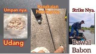 Mancing Ikan Bawal Liar di Sungai • [ Umpan Udang ] Samping Keramba Ikan • Hasil Josss