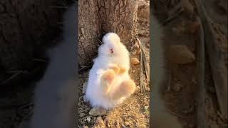 Tiny Bunny Drinking Lychee Juice - So Cute! #shorts #viral