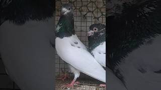 #pigeon #pigeonbreedingtips #kabootar