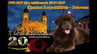 20190720 Debrecen CAC  -  Rottweiler  -  N.S.Alex