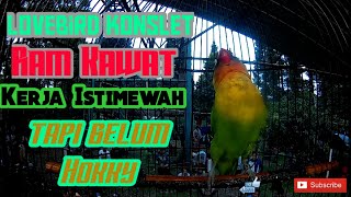 LOVEBIRD KONSLET RAM KAWAT milik om Aan bule Jatinangor