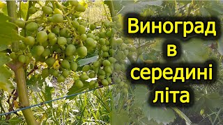 Середина літа на винограднику. Виноград 2021