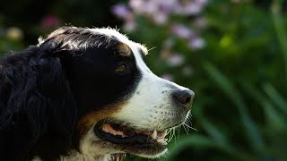 Bernese Mountain Dog: The Perfect Companion for Freestyle Dancing