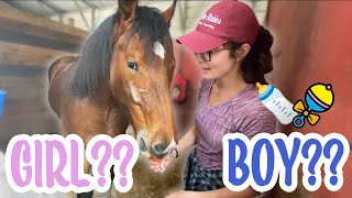 MY HORSES GUESS MY BABY HORSE'S GENDER!