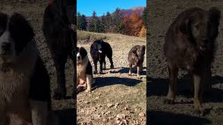 Ciobanesc Corb paznic la turma de oi 🐶⛰️🐑