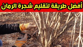 طريقة تقليم شجرة الرمان Pomegranate tree pruning method