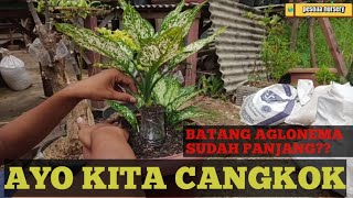 CARA MUDAH cangkok AGLONEMA