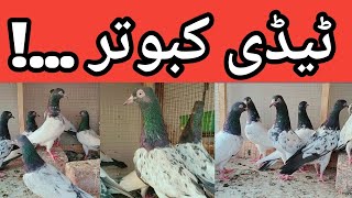 Pure teddy kabutar| Royal teddy | for sale lahore teddy| new kabootar video 2024| #viralvideo