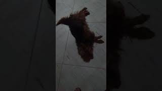 Cachorro com vergonha