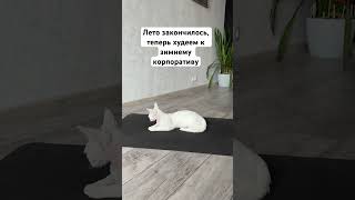 Фитнес кота на диете #shorts