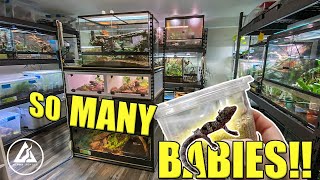 EPIC REPTILE ROOM TOUR August 2021!! | 75+ REPTILES!