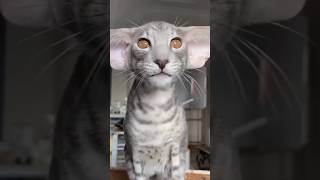 danger cat khatarnak biladi video #catcute #catlore #funny #kittycat #cutecat #animal #catlovers