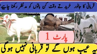 How To Buy Healthy Goat Bakra or Qurbani Animal For Eid Ul Adha 2023 | Follow These 14 Tips!