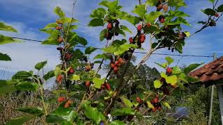 Little Mulberry Tree