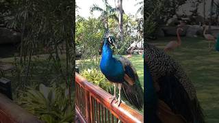 A beautiful peacock is showing off his beauty. #peacock #birds