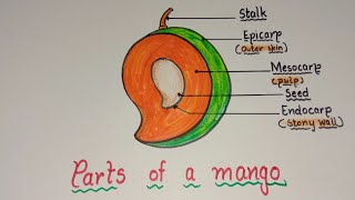 How to draw parts of Mango / Parts of Mango drawing / Labeled diagram of mango