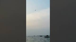 Penampakan buaya laut #shorts #ikan #faktaunik #buaya #fishing #mancing #vidioshort #shortvideo