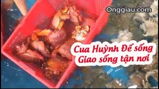 Cua Huỳnh Đế Sống Quy Nhơn Giá Rẻ Bán Ở Đâu TpHCM | Hải Sản Ông Giàu