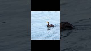 Cormorant bird 🦅