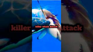 DEADLY Dolphins: KILLER WHALE of the Sea