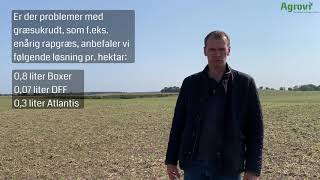 Henrik Fredsgaard Larsen om ukrudtsbekæmpelse i vintersæd