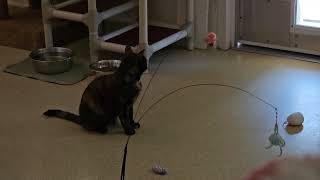 Shelter Cat Harley CAUGHT ON CAMERA Being a Silly Lil Baby. Runs When She Realizes! [REAL]