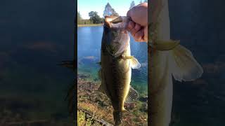 Releasing Bass Caught With Googan Squad Jerkbait!!