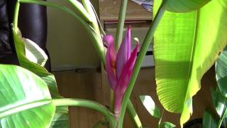 Flowering Musa Velutina (Pink Banana) and Cavandish.