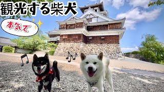 柴犬オセロコンビとお城散歩したら柴犬が本気で観光始めました！