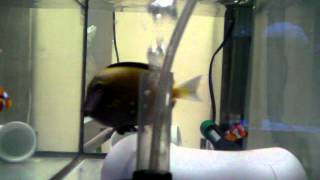 2012-06-02 Quarantine Tank#2 Feeding time - Powder Brown Tang & Ocellaris Clowns