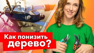 КРОНУ СНИЖАЕМ - УРОЖАЙНОСТЬ ПОВЫШАЕМ! Как уменьшить высоту дерева правильно и вовремя?