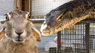 GIANT LIZARD has Rabbit over for DINNER!